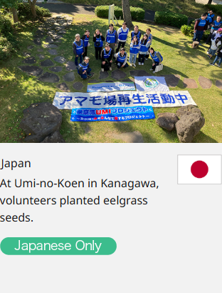 Japan At Umi-no-Koen in Kanagawa, volunteers planted eelgrass seeds.  Japanese Only
