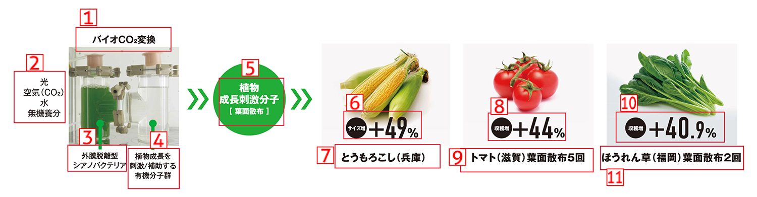 1. Bio-CO<sub>2</sub> Transformation, 2. Light Air (CO<sub>2</sub>) Water Inorganic nutrients, 3. Outer membrane-deficient cyanobacteria, 4. Organic molecule groups that stimulate and help plant growth, 5. Molecules that stimulate plant growth [Sprayed on leaf surfaces], 6. Size increase +49%, 7. Corn (Hyogo), 8. Yield increase +44%, 9. Tomatoes (Shiga) Leaves sprayed five times, 10. Yield increase +40.9%, 11. Spinach (Fukuoka) Leaves sprayed twice