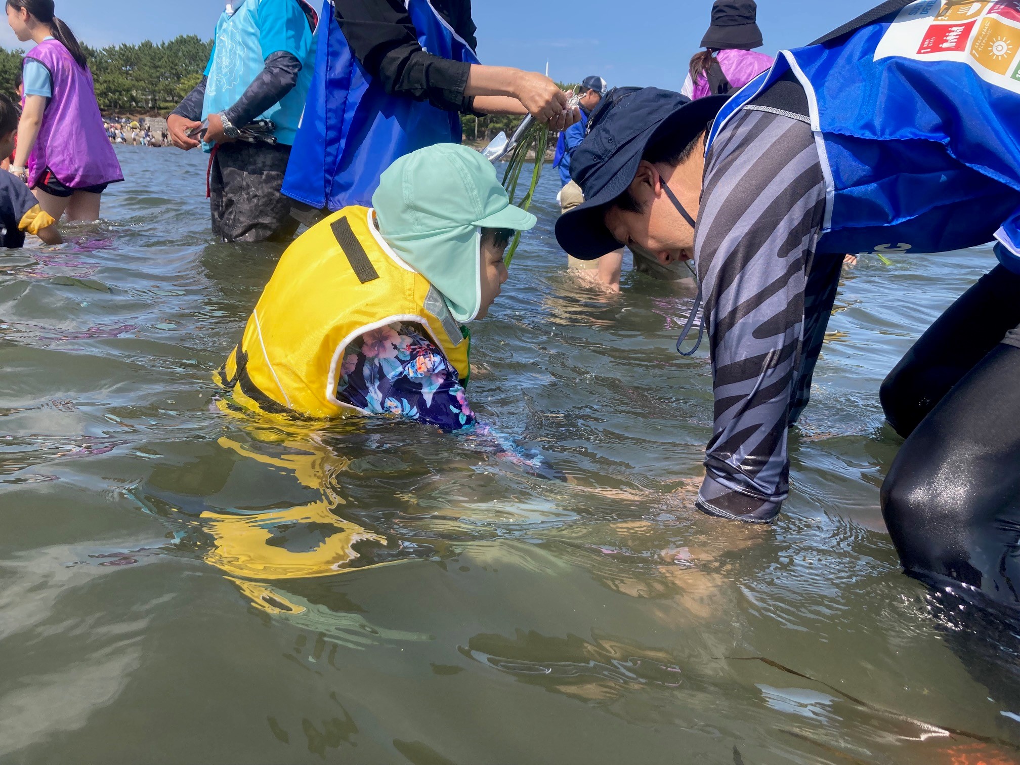 Seagrass-Bed Restoration Activities (in Japan)
