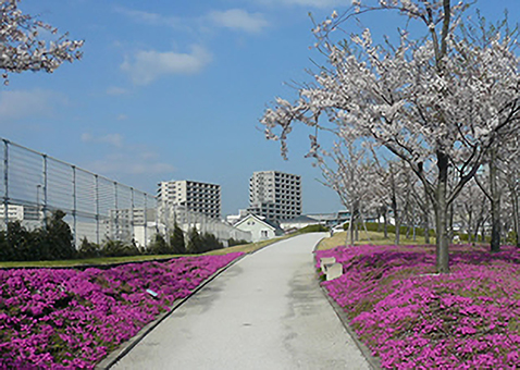 さくら広場（茅ヶ崎）