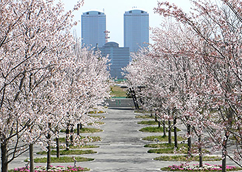 さくら広場（幕張）