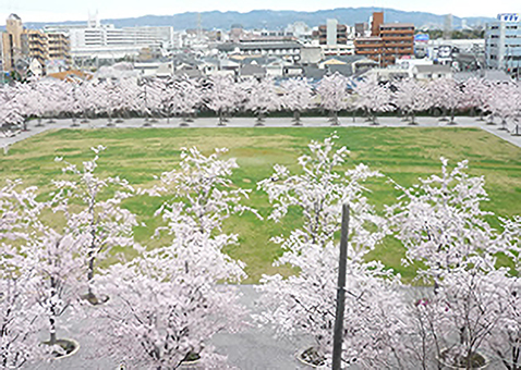 さくら広場（豊中）