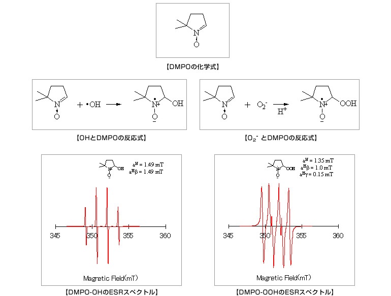 【DMPOの科学式】　【OHとDMPOの反応式】　【O2-とDMPOの化学式】　【DMPO-OHのESRスペクトル】　【DMPO-OOHのESRスペクトル】