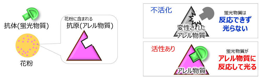 左は抗原抗体反応によるアレル物質の可視化の仕組みを示す図。右は不活化したアレル物質には反応せず光らない、活性があるアレル物質には反応して光ることを示す図。