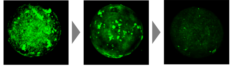 蛍光色素でマーキングされたスギ花粉の抗原抗体反応による経時変化を可視化。