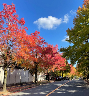 北千里駅から大阪大学キャンパスまでに 見られる紅葉