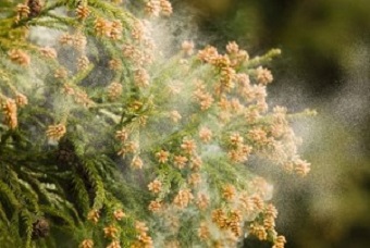 スギ花粉の飛散
