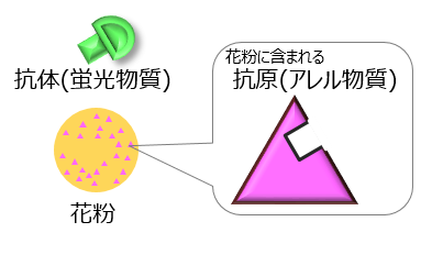 花粉に含まれる 抗原(アレル物質)