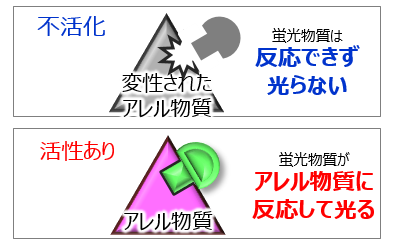 不活化（蛍光物質は 反応できず 光らない）と活性あり（蛍光物質が アレル物質に 反応して光る）