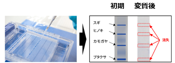 電気泳動法によるアレル物質の変質評価