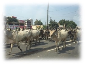 道路を歩く牛の大群