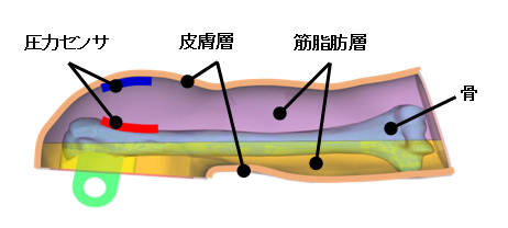 人体構造を模したダミー断面図