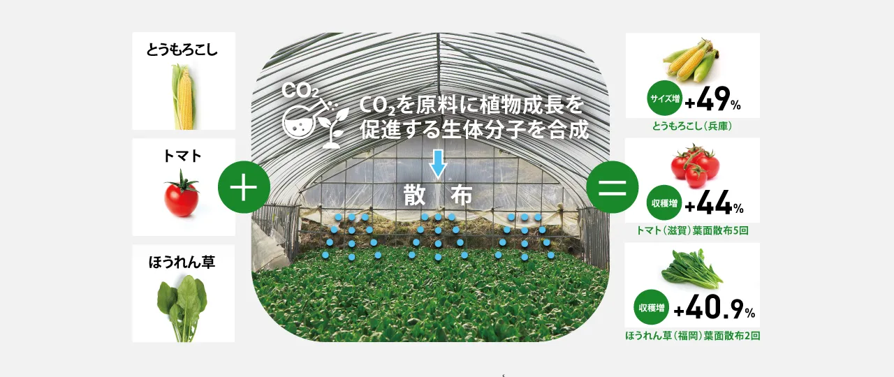 植物の成長を加速させるバイオCO2変換の成長率を表した図。とうもろこし、トマト、ほうれん草に、CO２を原料に植物成長を促進する生体分子を合成した成長刺激剤を散布すると、とうもろこしはサイズが49%増加。トマトに葉面塗布を5回した場合、収穫量が44％増加。ほうれん草に葉面塗布2回した場合、収穫量は40.9%増加した。