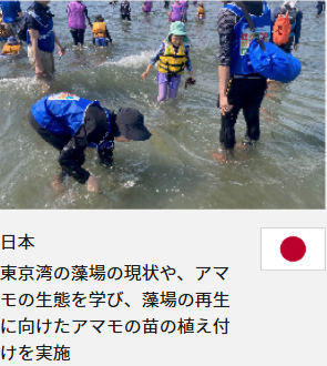 日本 東京湾の藻場の現状や、アマモの生態を学び、藻場の再生に向けたアマモの苗の植え付けを実施