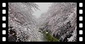 桜隠し