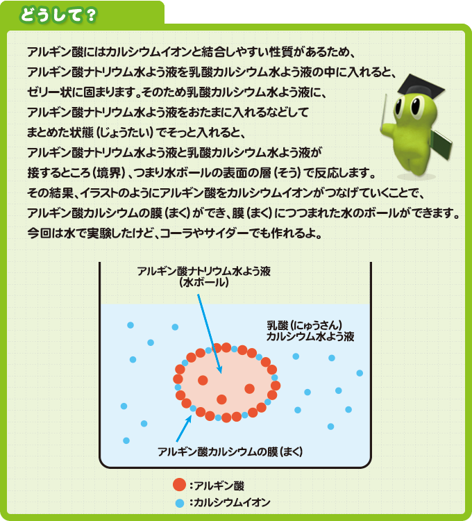 どうして？アルギン酸にはカルシウムイオンと結合しやすい性質があるため、アルギン酸ナトリウム水よう液を乳酸カルシウム水よう液の中に入れると、ゼリー状に固まります。そのため乳酸カルシウム水よう液に、アルギン酸ナトリウム水よう液をおたまに入れるなどしてまとめた状態（じょうたい）でそっと入れると、アルギン酸ナトリウム水よう液と乳酸カルシウム水よう液が接するところ（境界）、つまり水ボールの表面の層（そう）で反応します。その結果、イラストのようにアルギン酸をカルシウムイオンがつなげていくことで、アルギン酸カルシウムの膜（まく）ができ、膜（まく）につつまれた水のボールができます。 今回は水で実験したけど、コーラやサイダーでも作れるよ。
