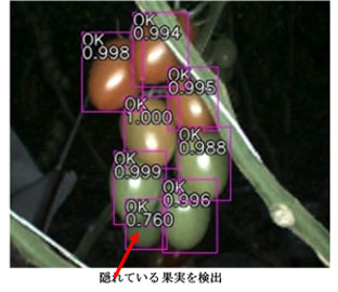 図2 AIによる果実検出結果