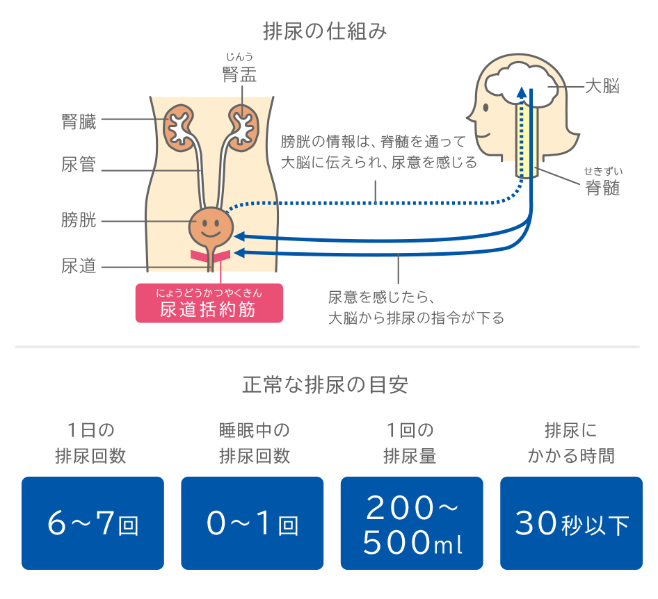 図:排尿の仕組みと正常な排尿の目安