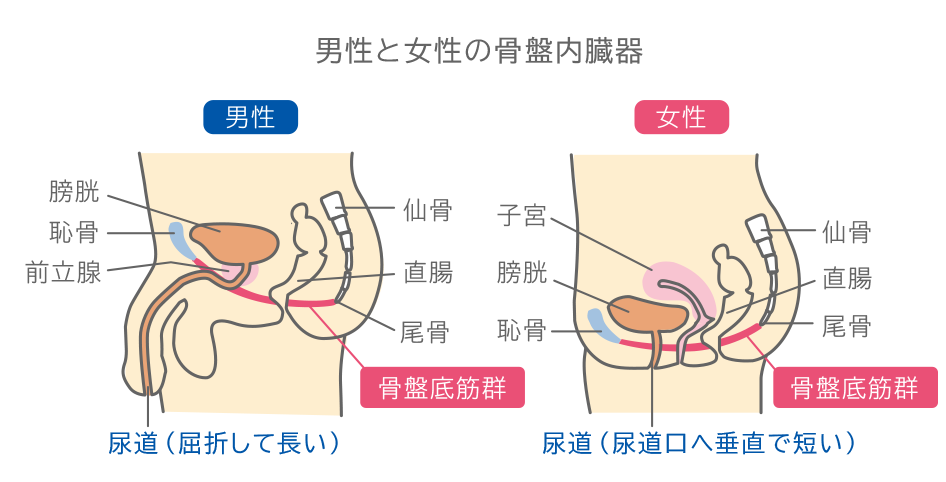 図:男性と女性の骨盤内臓器