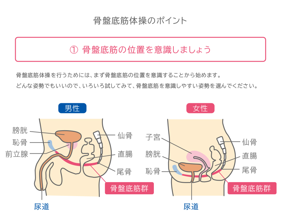 解説:骨盤底筋体操のポイント1:骨盤底筋の位置を意識しましょう。骨盤底筋体操を行うためには、まず骨盤底筋の位置を意識することから始めます。 どんな姿勢でもいいので、いろいろ試してみて、骨盤底筋を意識しやすい姿勢を選んでください。