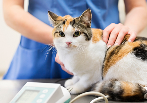 写真:健康診断を受けている猫