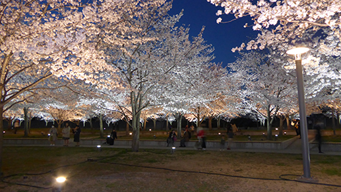 The cherry trees illuminated at night