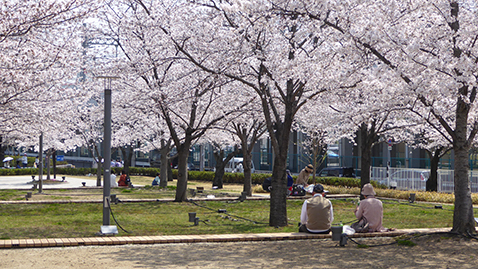 Sakura Hiroba cherry trees in full bloom