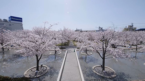 樱花盛开的樱花广场的照片