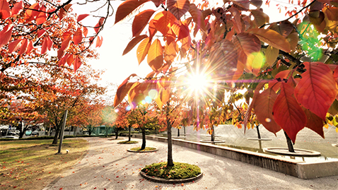 樱花广场秋天的照片