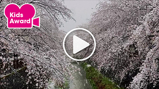 Sakura Kakushi/Hiding the Cherry Blossoms
