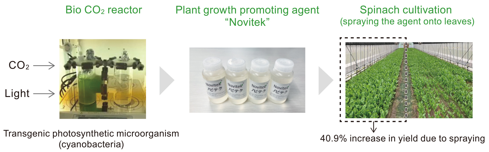 We recover plant growth stimulants from photosynthetic microorganisms modified by our proprietary technology. Spraying this liquid, branded as Novitek, on the leaves of crops can increase the yield by up to 40%.