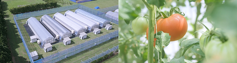 写真：ITグリーンハウス 空撮、ITグリーンハウス内で育つトマト