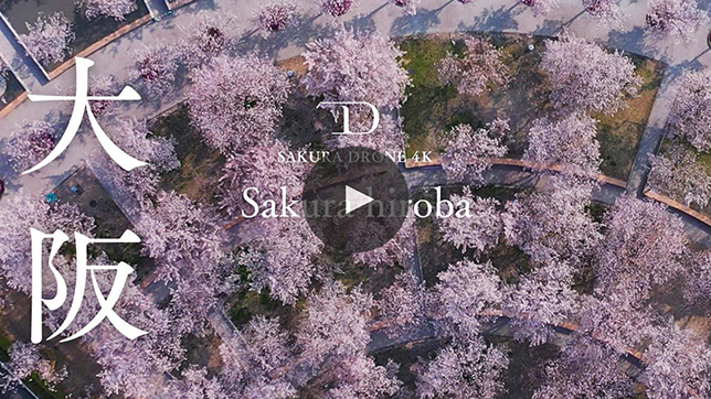 SAKURA DRONE 4K SAKURAHIROBA 大阪