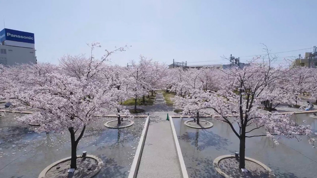 写真：桜が満開のさくら広場