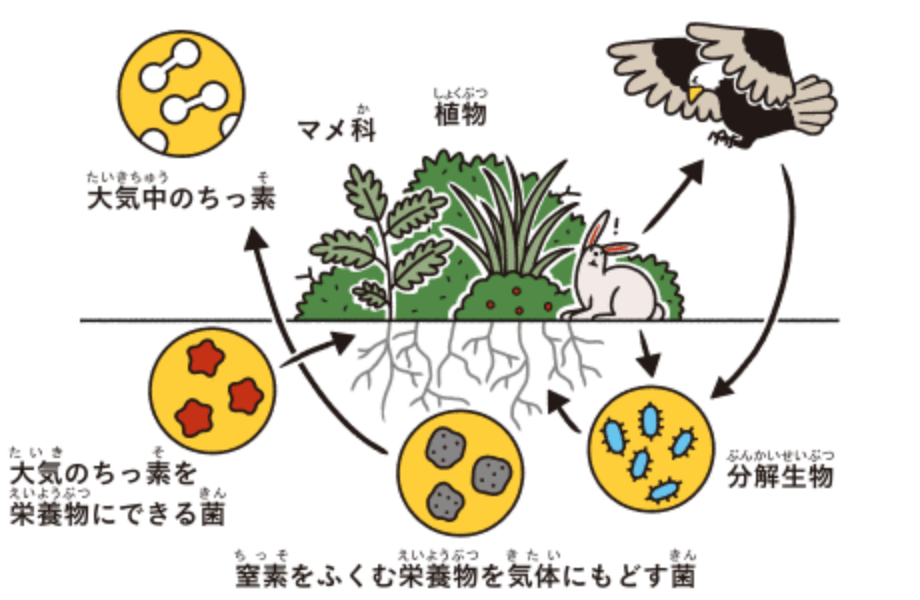 ちっ素の循環イメージ図。食物連鎖によって、大気中の窒素が土中の菌から植物、動物に連鎖していき、最後にまた菌によって土中の栄養素から窒素に戻る循環を示している。