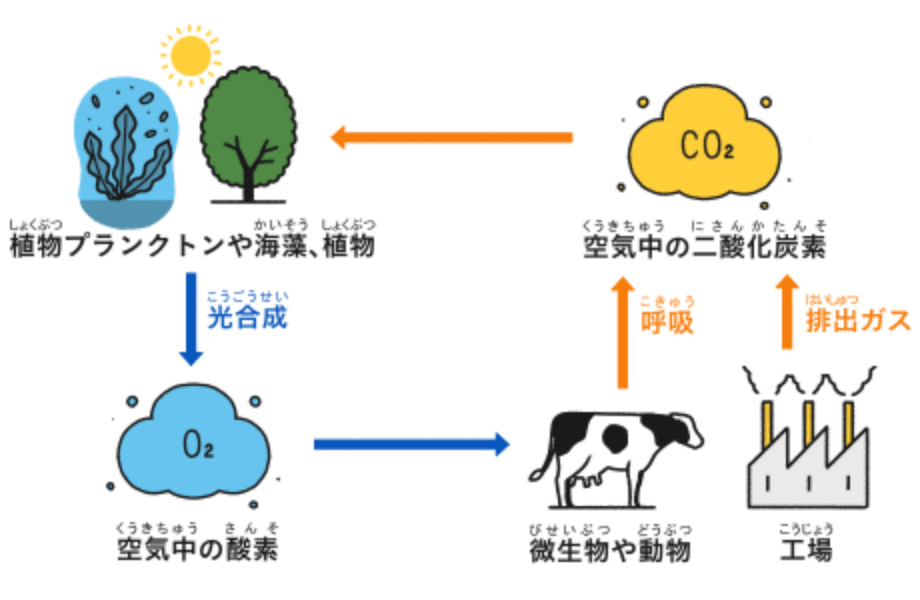 酸素と二酸化炭素の循環を示す図。空気中の酸素が動物や工場によって二酸化炭素となって排出され、その二酸化炭素が植物プランクトンや海藻、植物の光合成によって酸素として排出されることを示している。