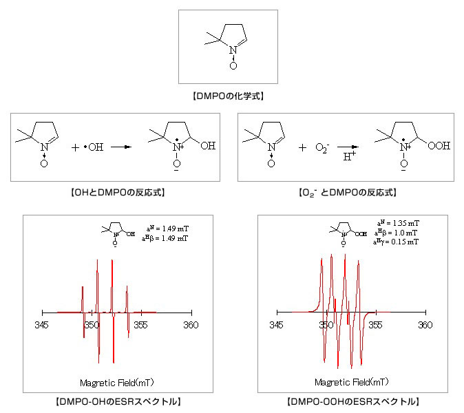 【DMPOの科学式】　【OHとDMPOの反応式】　【O2-とDMPOの化学式】　【DMPO-OHのESRスペクトル】　【DMPO-OOHのESRスペクトル】