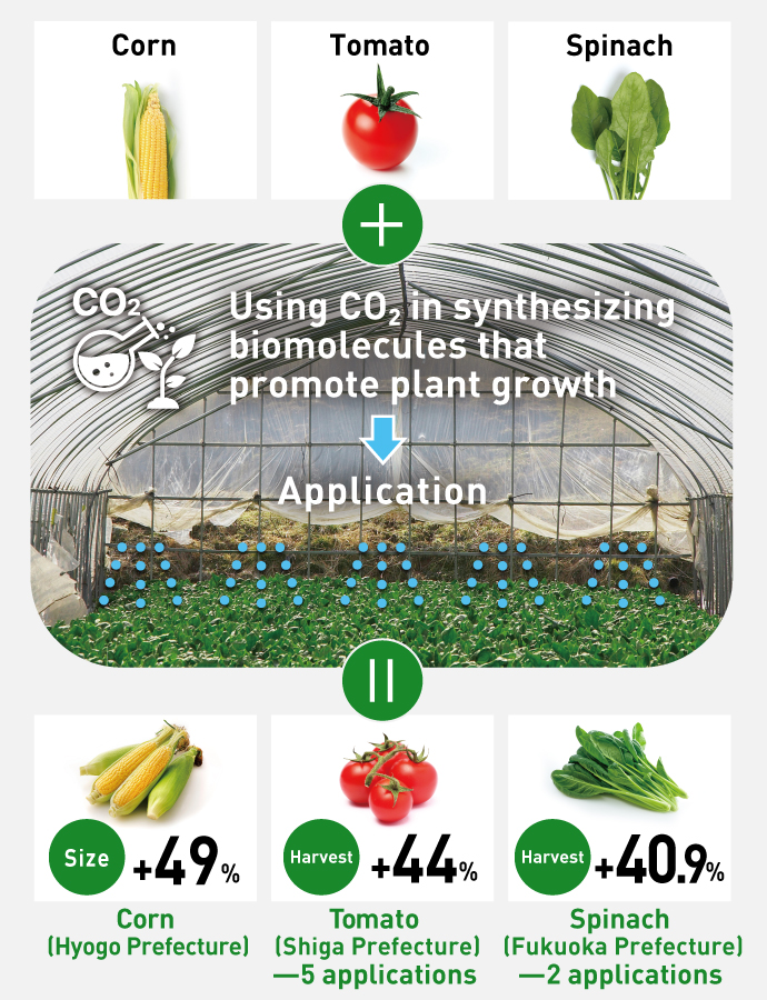 Illustration depicting the growth rate of Bio CO2 Transformation, accelerating the growth of plants. When growth stimulants synthesized from CO2 are sprayed on corn, tomatoes, and spinach, the size of each ear of corn increases by 49%. With the stimulants are sprayed onto the leaves of tomato plants 5 times, the harvest increases by 44%. With the stimulants are sprayed onto the leaves of spinach plants twice, the harvest increases by 40.9%.