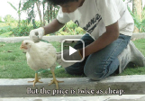 大規模養鶏と環境問題