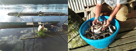Photo left: Some catch fish in the wild./Photo right: Snake head fish is abundantly.