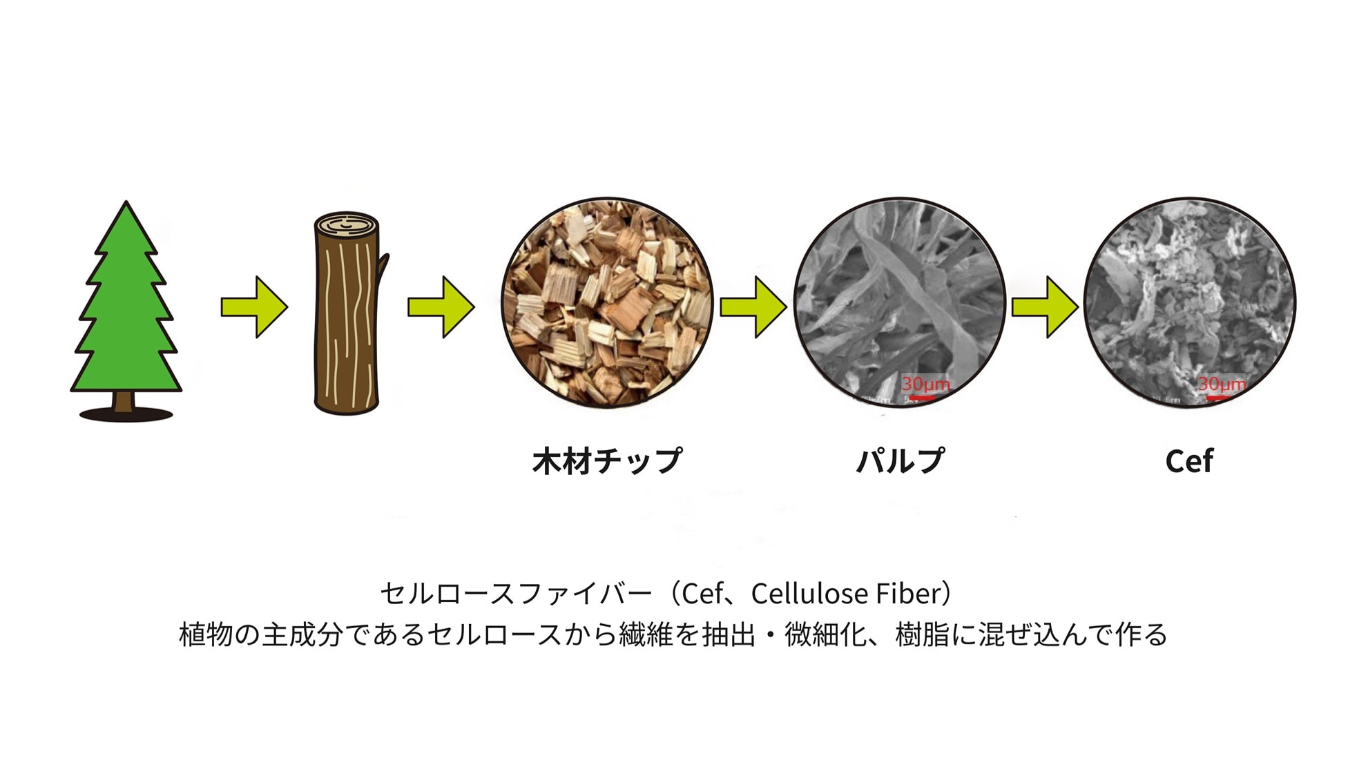 木材チップ パルプ Cef セルロースファイバー（Cef、Cellulose Fiber）植物の主成分であるセルロースから遷移を抽出・微細化、樹脂に混ぜ込んで作る