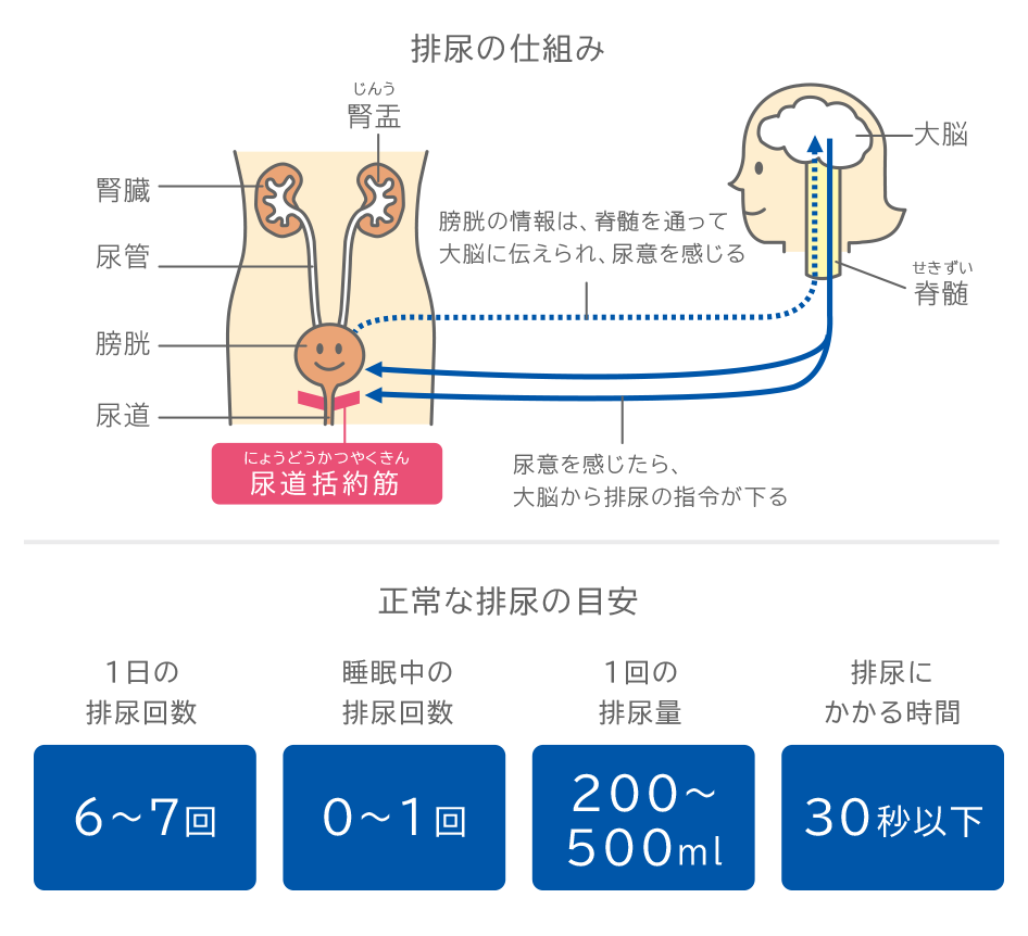 図：排尿の仕組みと正常な排尿の目安