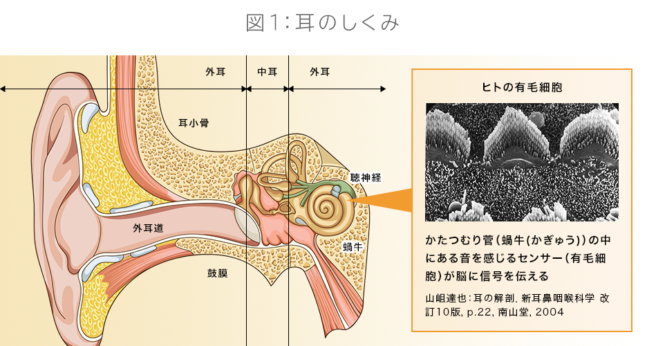 図：耳のしくみの解説図。蝸牛と呼ばれる、かたつむり管の中にある音を感じる有毛細胞センサーが脳に信号を伝える。